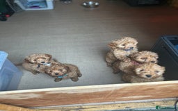 Cavapoo dogs for sale: Cavapoos  - Image 18