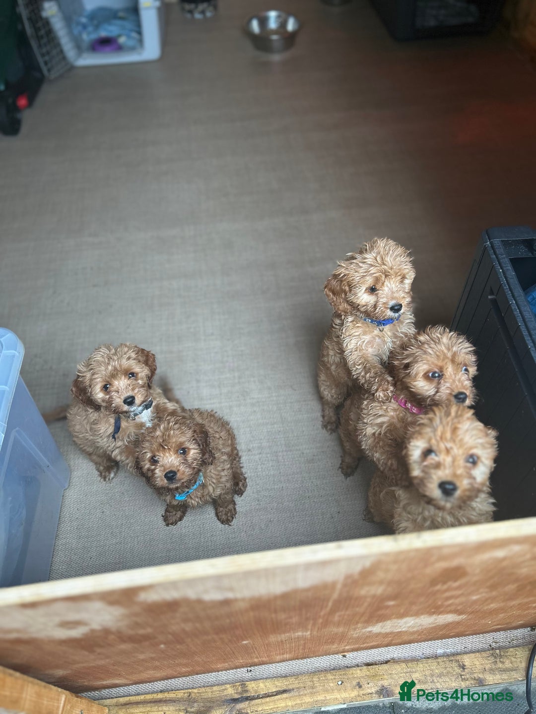 Cavapoo dogs for sale: Cavapoos  - Image 18