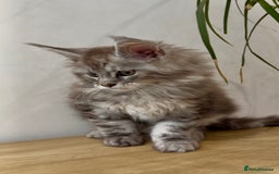 Maine Coon cats for sale: Maine coon kittens  - Image 6