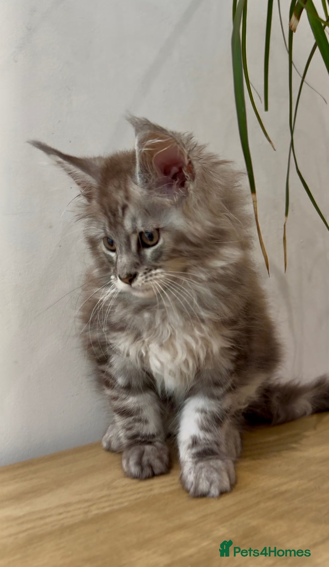 Maine Coon cats for sale: Maine coon kittens  - Image 6