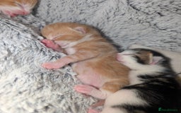 British Shorthair cats for sale: Two ginger boys please read description  - Image 3