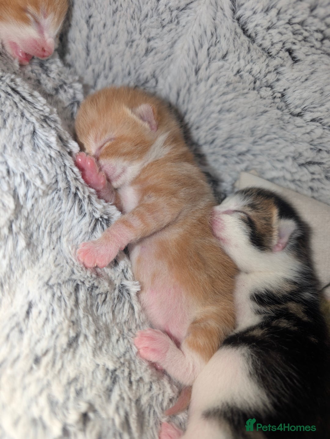 British Shorthair cats for sale: Two ginger boys please read description  - Image 3