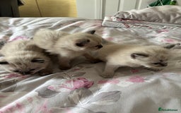 Ragdoll cats for sale: Purebred bluepoint ragdolls - Image 21