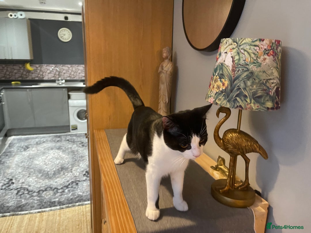 Mixed Breed cats for sale: Male kitten - Advert 20