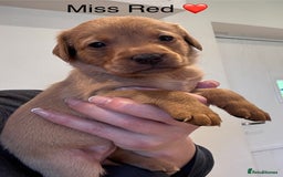 Labrador Retriever dogs for sale: Outstanding Fox Red Labrador Retriever Puppies  - Image 7