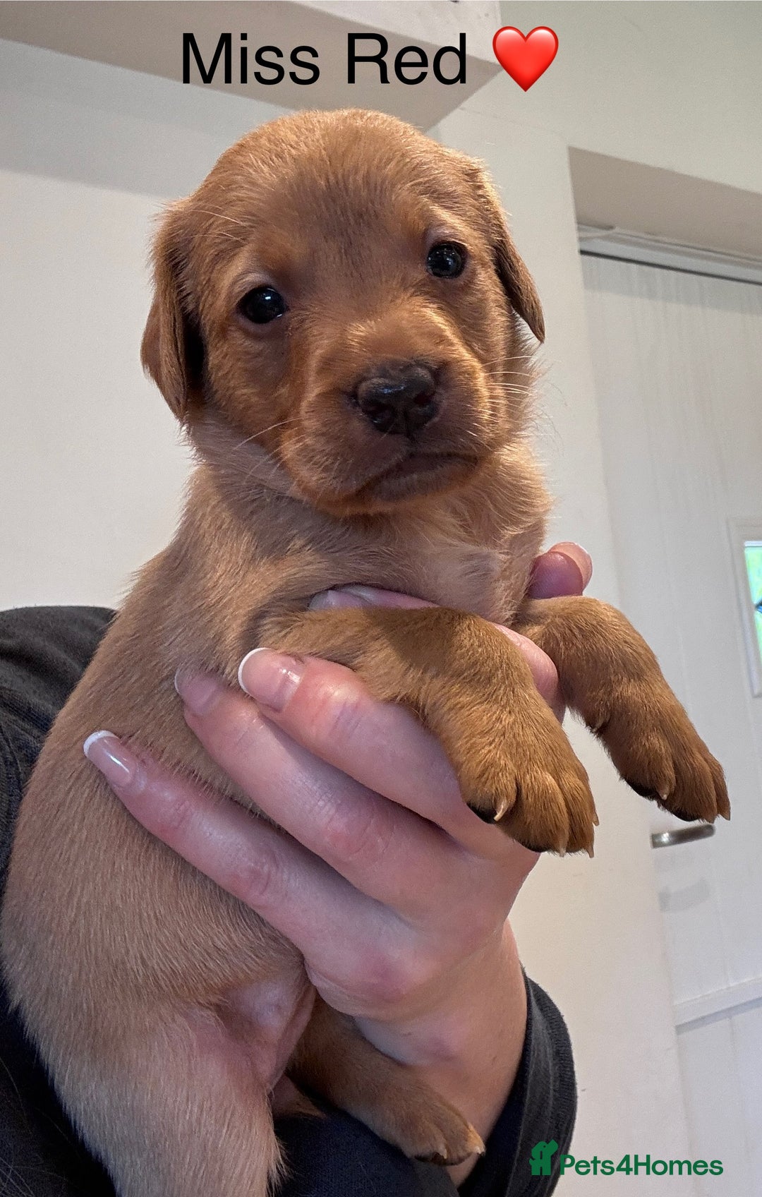 Labrador Retriever dogs for sale: Outstanding Fox Red Labrador Retriever Puppies  - Image 7