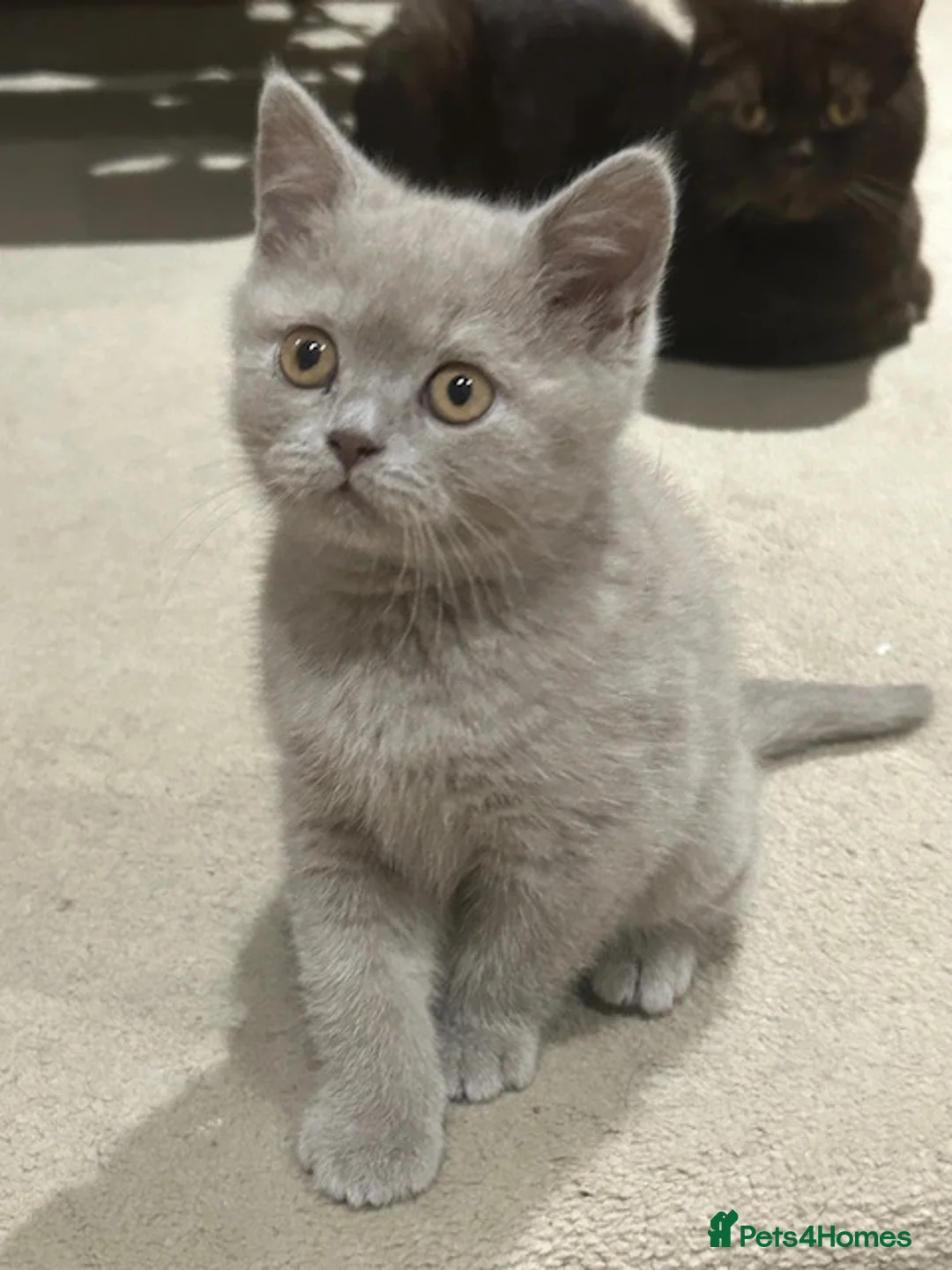 British Shorthair cats for sale: GCCF Cinnamon & Lilac BSH - Advert 11