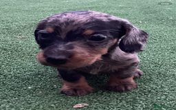 Dachshund dogs for sale: Dachshund puppies - Image 9