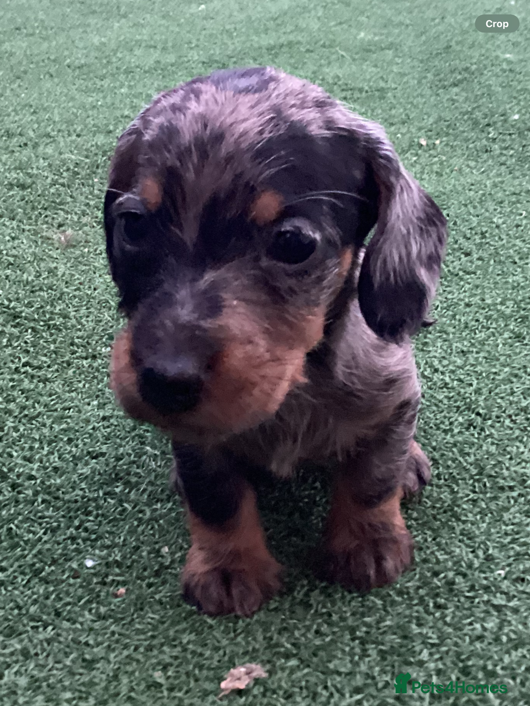 Dachshund dogs for sale: Dachshund puppies - Image 9