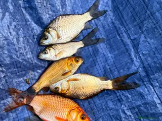 Goldfish fish Goldfish available - Advert 10