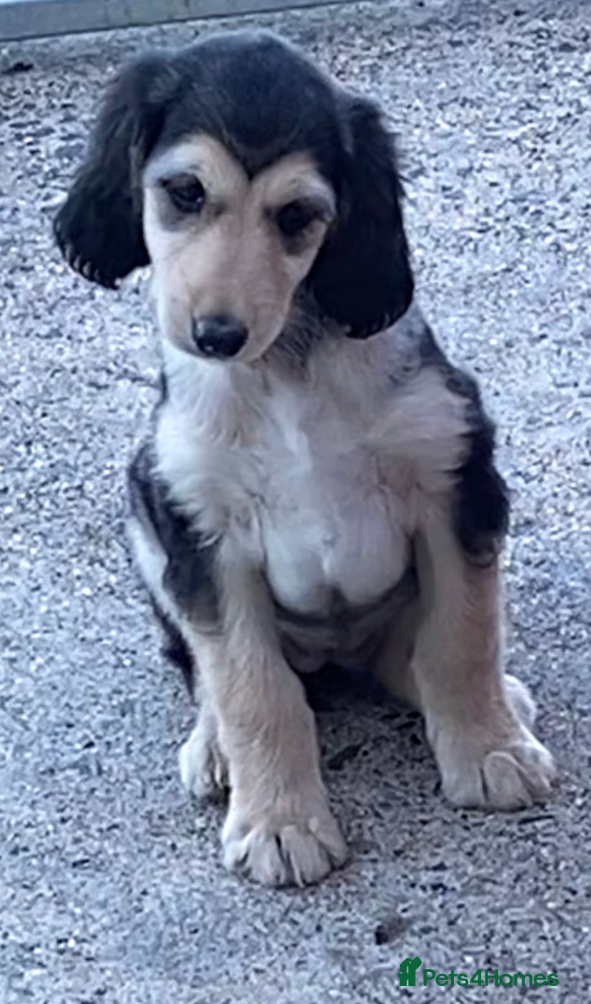 Afghan Hound dogs Beautiful litter of Afghan hound puppies  - Advert 1