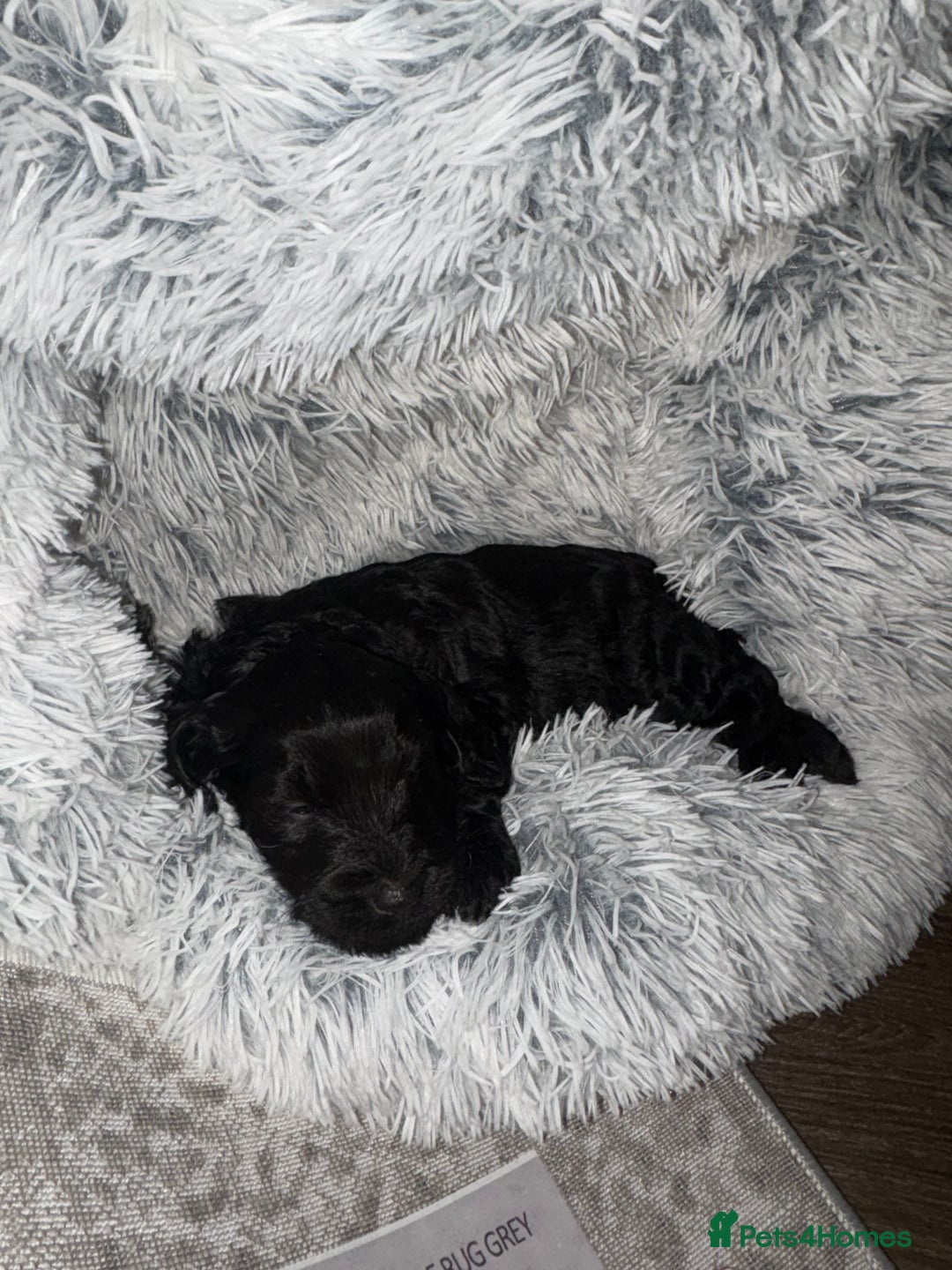 Goldendoodle dogs for sale: Health tested F1 Goldendoodle puppies  - Advert 31