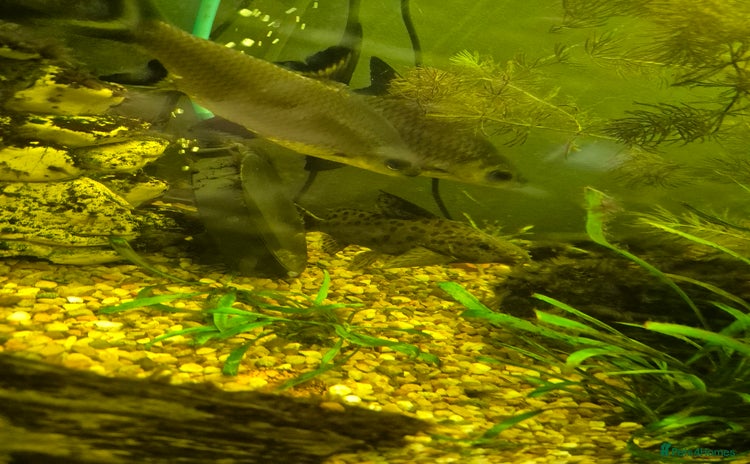 Sharks fish Featherfin catfish  - Advert 13