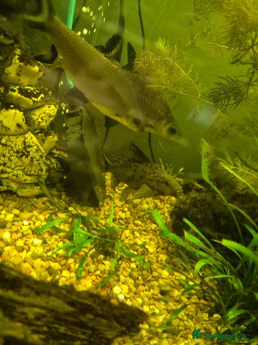 Sharks fish for sale: Featherfin catfish  - Advert 1