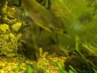 Sharks fish Featherfin catfish - Advert 16