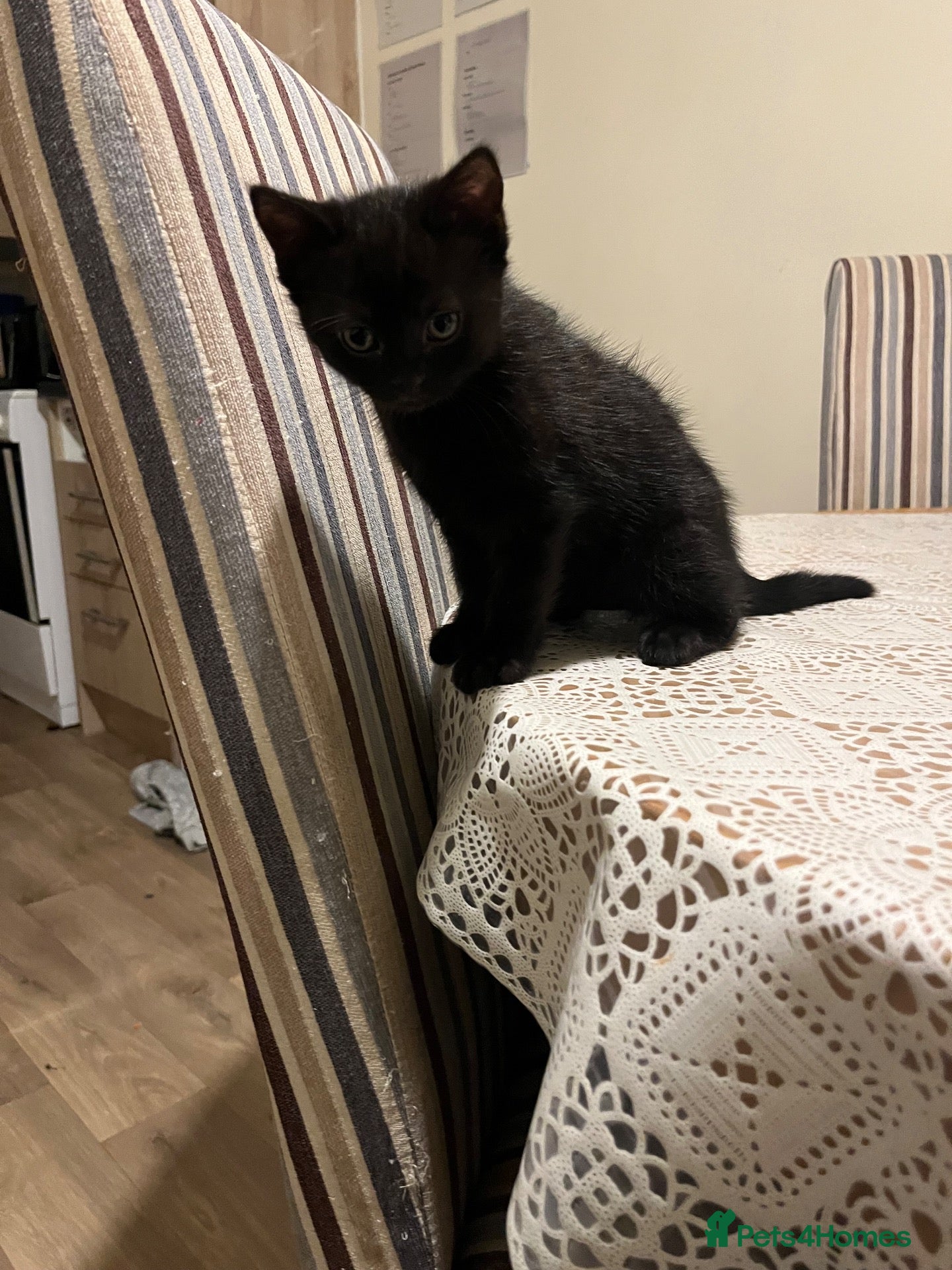 British Shorthair cats for sale:  **   - Advert 1