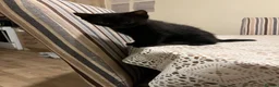 British Shorthair cats for sale:  **   in Batley - Advert 1