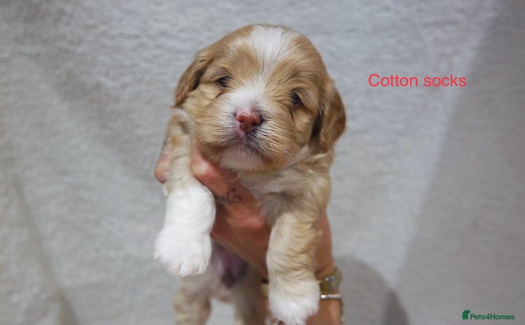 Mixed Breed dogs - Advert 16