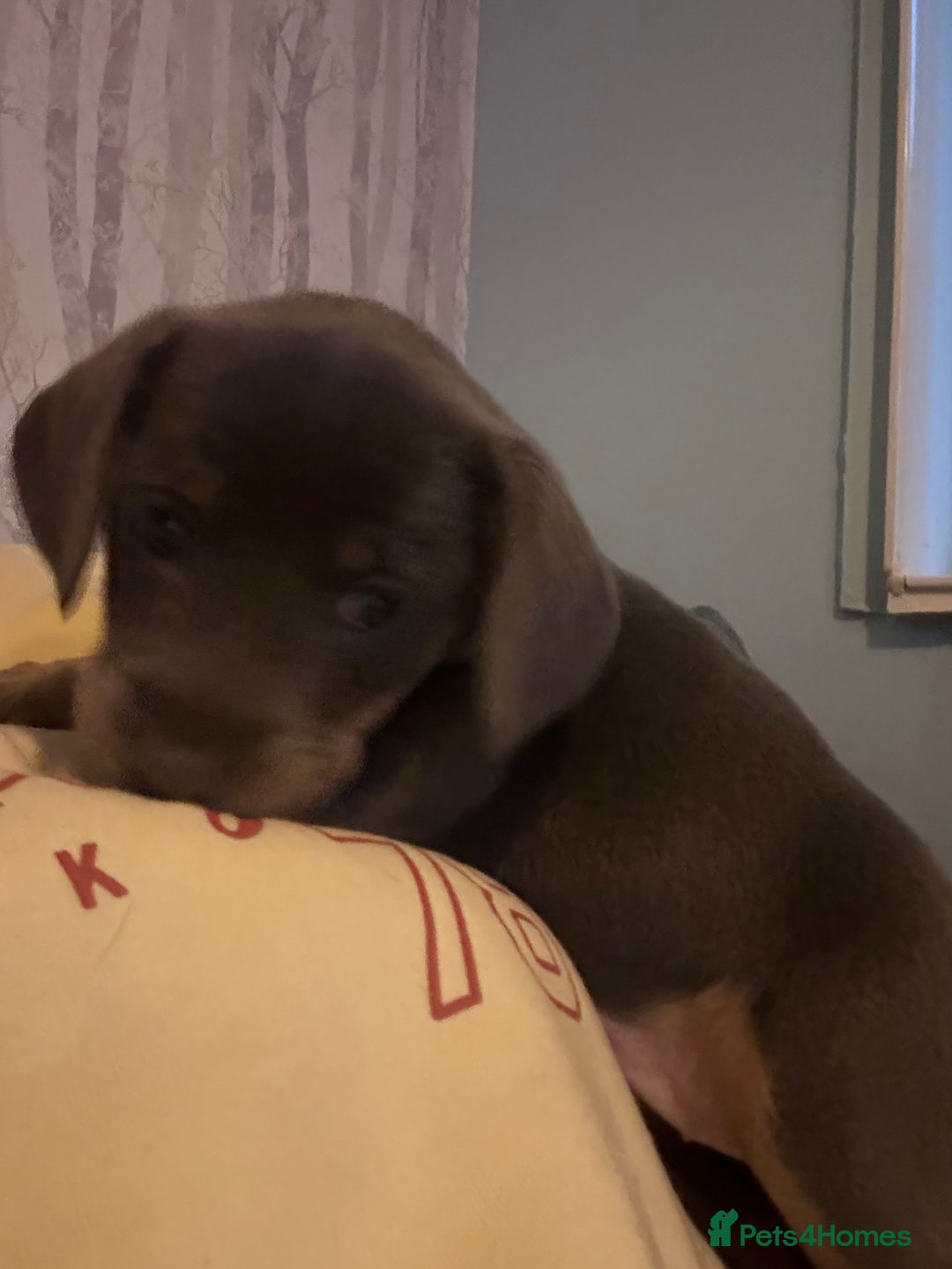 Mixed Breed dogs for sale: French bulldog x daschund - Image 8