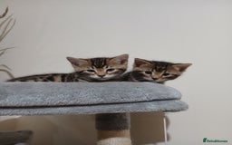 Mixed Breed cats for sale: Beutyful bengal babies wisbech 🐈😻 - Advert 16