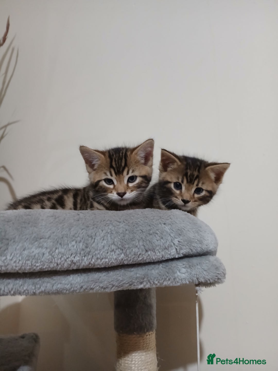 Mixed Breed cats for sale: Beutyful bengal babies wisbech 🐈😻 - Advert 16