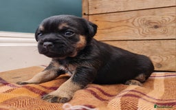 Border Terrier dogs for sale: Blue and Tan Border Terrier Pups, Ready Dec 13th - Advert 4