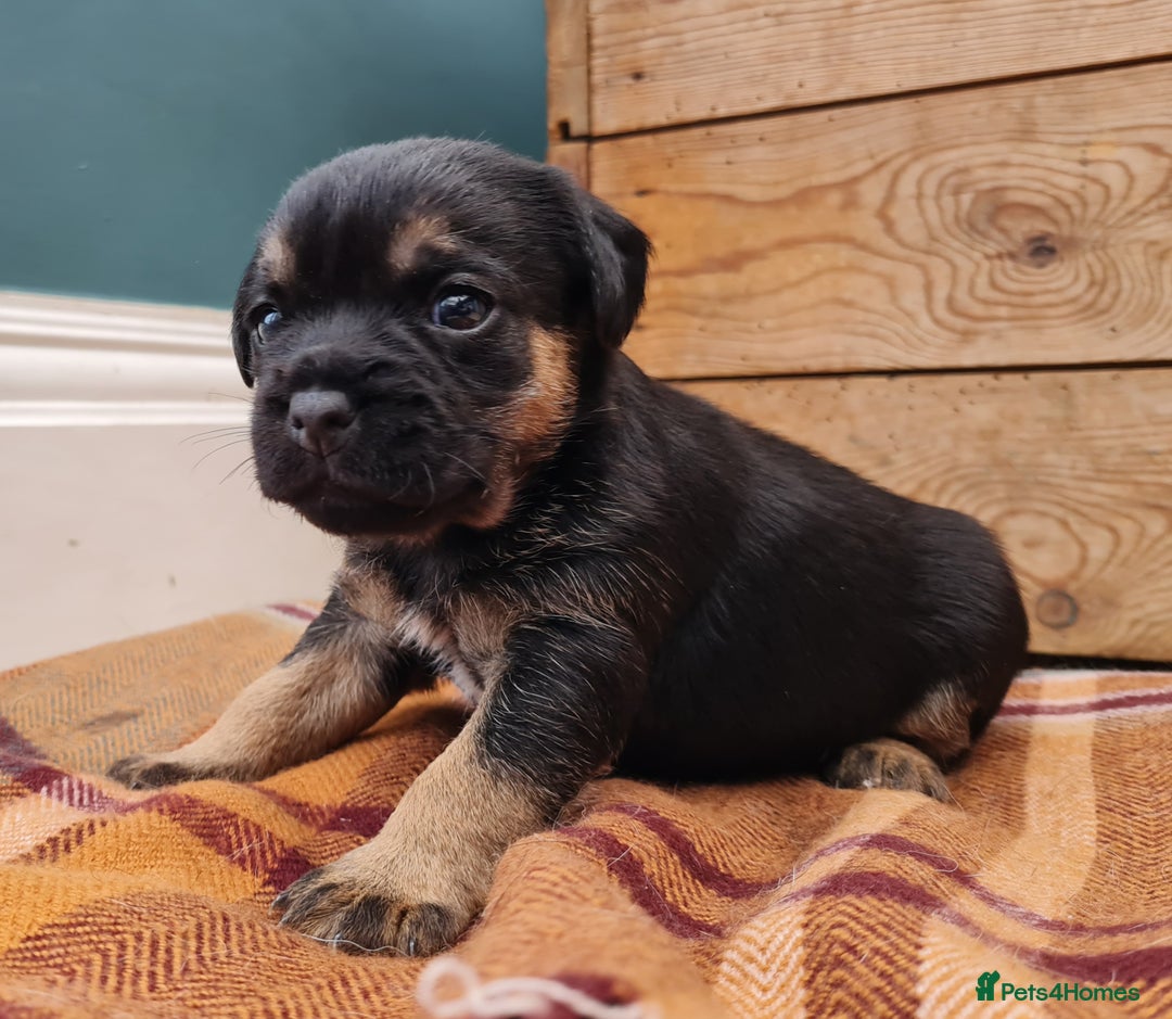 Border Terrier dogs for sale: Blue and Tan Border Terrier Pups, Ready Dec 13th - Advert 4