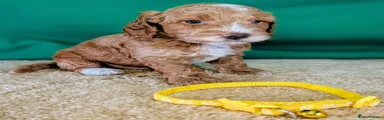 Yellow collar Boy - ID 1621
