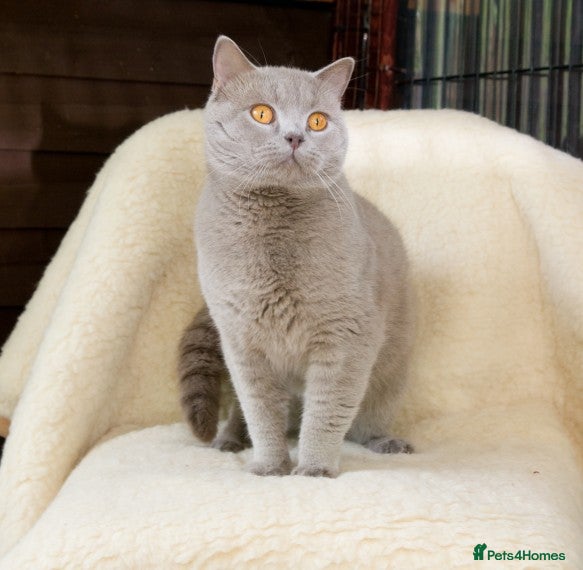 British Shorthair cats For Stud .... Champion Lilac British Shorthair in Maidstone - Advert 2