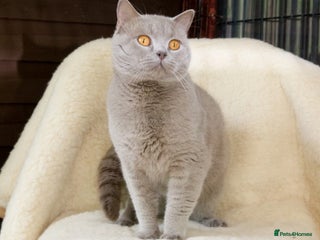 British Shorthair cats For Stud .... Champion Lilac British Shorthair in Maidstone - Advert 13