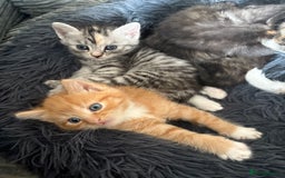 Mixed Breed cats for sale: (NEED HOMES) Beautiful kittens white/ginger - Image 19