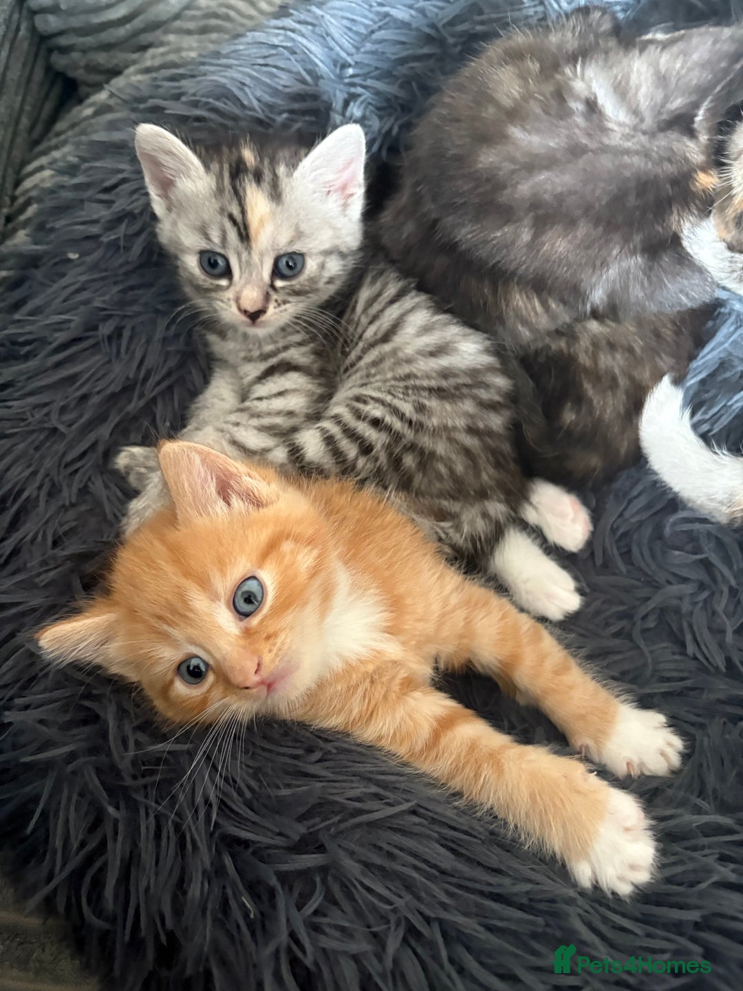 Mixed Breed cats for sale: (NEED HOMES) Beautiful kittens white/ginger - Image 19