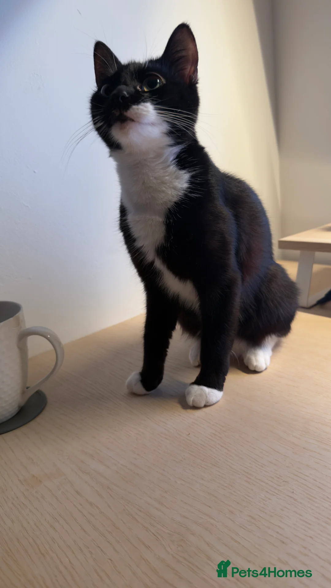 Mixed Breed cats for sale: Mixed breed tuxedo cat - Advert 4