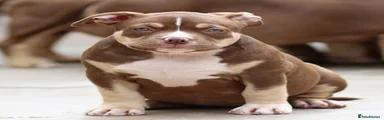 American Bully 7
