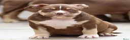 American Bully dogs for sale: READY NOW American Bullys  - Advert 9
