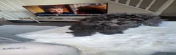 Toy Poodle dogs for sale: Doodle the poodle - Advert 9