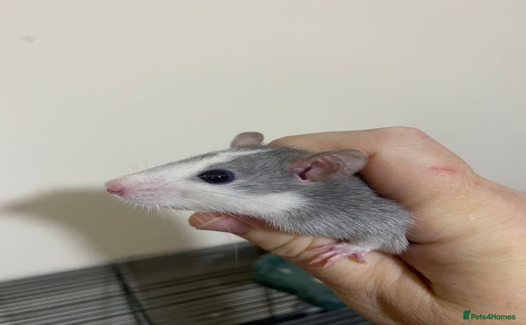 Rat rodents - Advert 9
