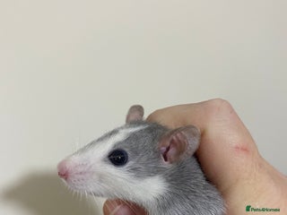 Rat rodents - Advert 36