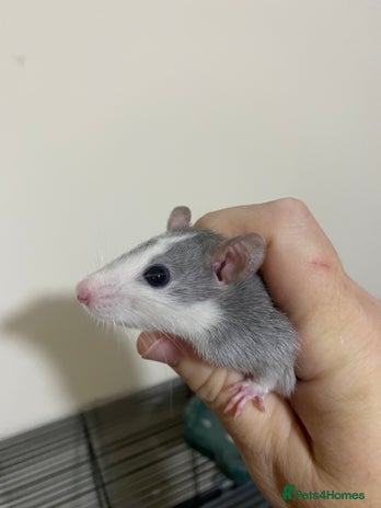 Rat rodents - Advert 1