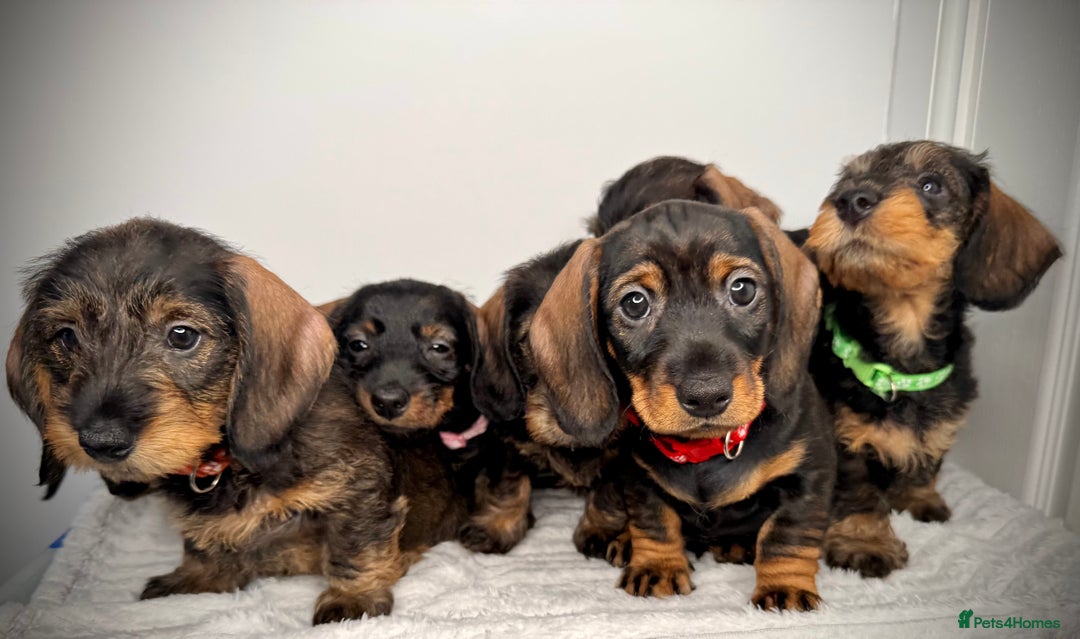 Miniature Dachshund dogs for sale: KC Reg Wire Haired Miniature Dachshund Puppies  - Advert 7