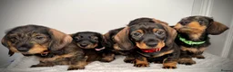 Miniature Dachshund dogs for sale: KC Reg Wire Haired Miniature Dachshund Puppies  - Advert 18