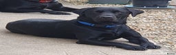 Labrador Retriever dogs for stud: Labrador KC registered for stud 2 years old Black  - Advert 3