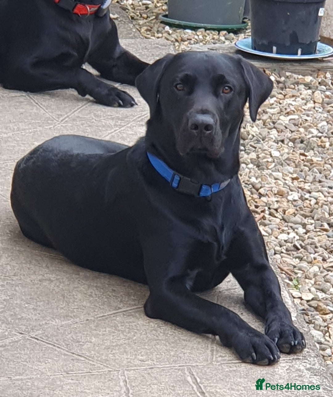 Labrador Retriever dogs for stud: Labrador KC registered for stud 2 years old Black  - Advert 3