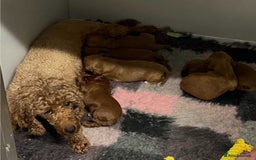 Cavapoo dogs for sale: Cavapoo Puppies F1 - Image 4