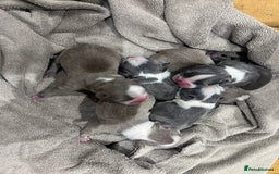 Boston Terrier dogs for sale: Boston terrier puppies - Image 5