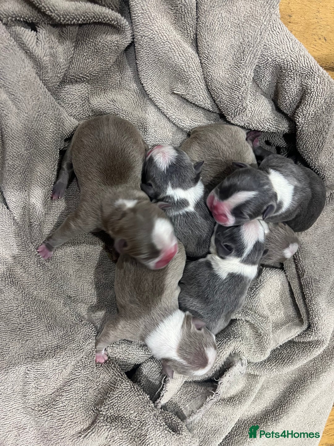 Boston Terrier dogs for sale: Boston terrier puppies - Image 5