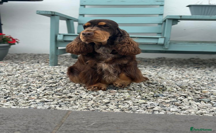 Cocker Spaniel dogs - Advert 1