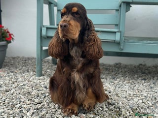 Cocker Spaniel dogs - Advert 8