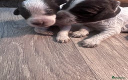 Cocker Spaniel dogs for sale: Cocker spaniel puppies - Image 7