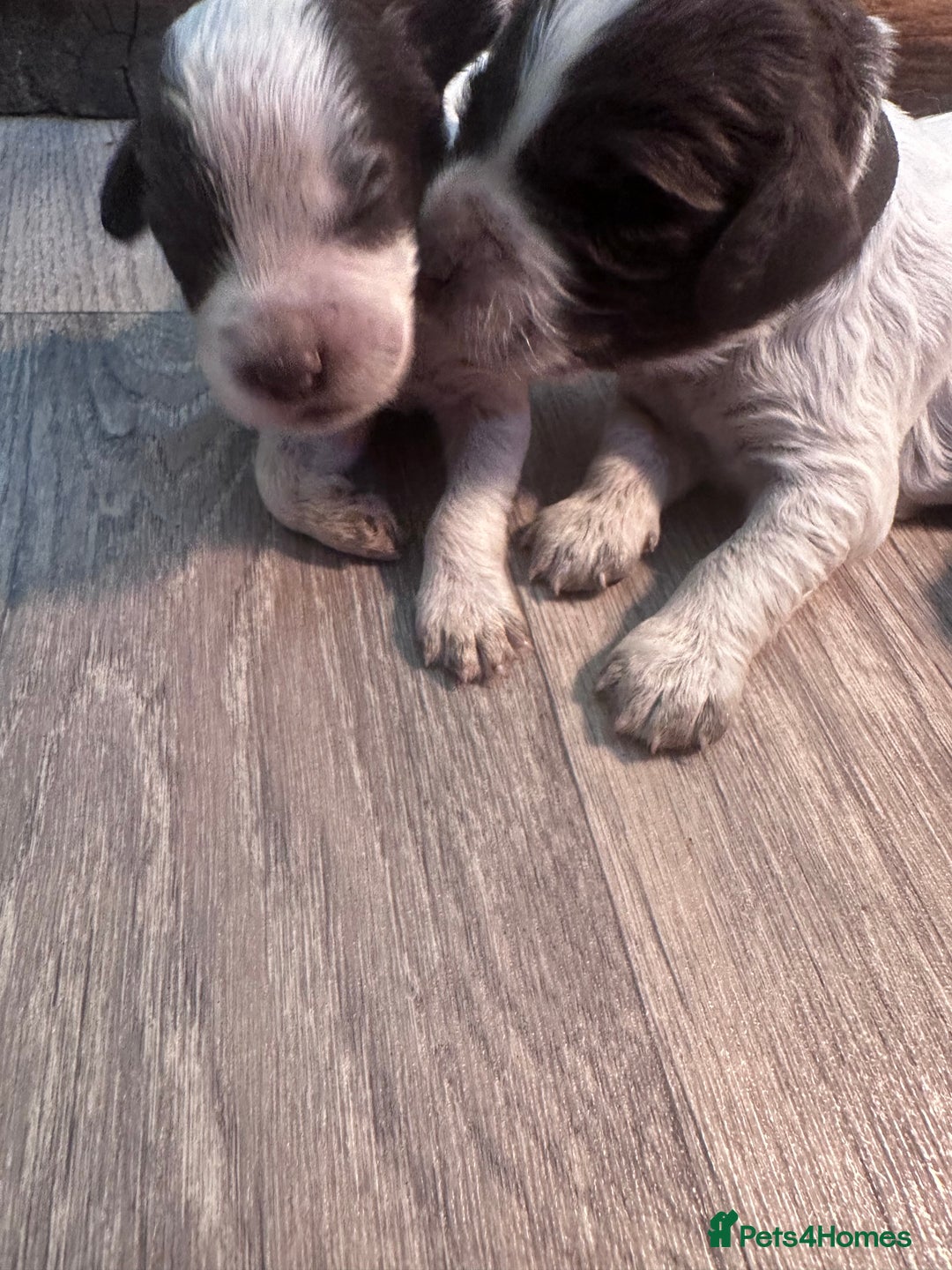 Cocker Spaniel dogs for sale: Cocker spaniel puppies - Image 7